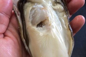 げんこつ／料理